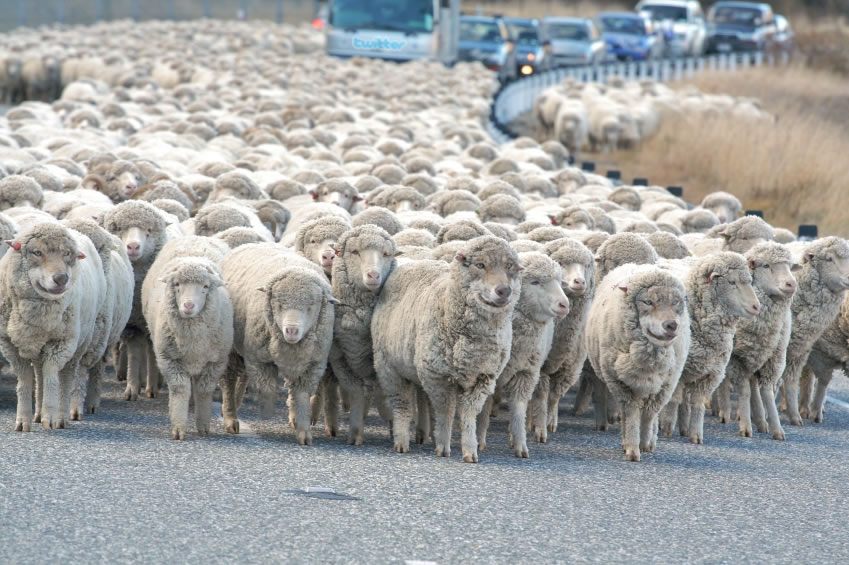 What does the law say about Animals on a Public Road?