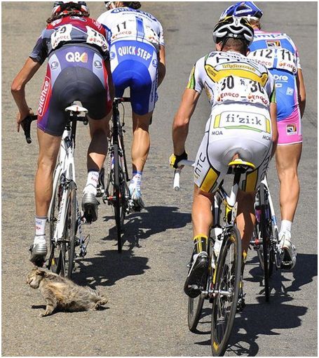 cat-and-cyclists