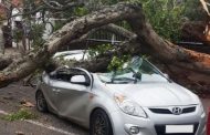 Driver miraculously escapes after tree falls on car in Durban