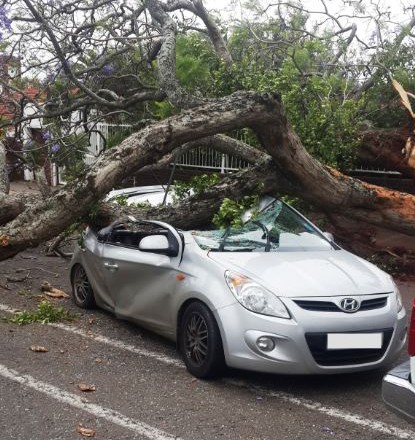 Driver miraculously escapes after tree falls on car in Durban