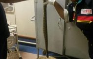 Snake bite from puff adder at Rooidraai in North West leaves man in serious condition