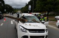 Crash into fallen tree in George leaves child with minor injuries