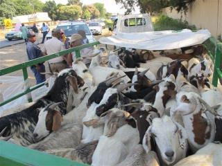 Suspects arrested and stolen livestock seized at a roadblock on the R24