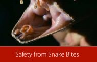 Know what to do in the event of a snake bite