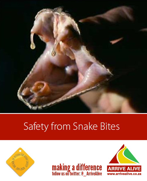Know what to do in the event of a snake bite
