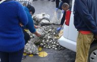 Vehicle stopped and abalone confiscated in Khayelitsha