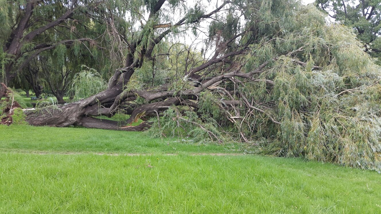 Falling tree seriously injured Greymont man (1)