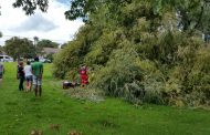 Falling tree seriously injures Greymont man