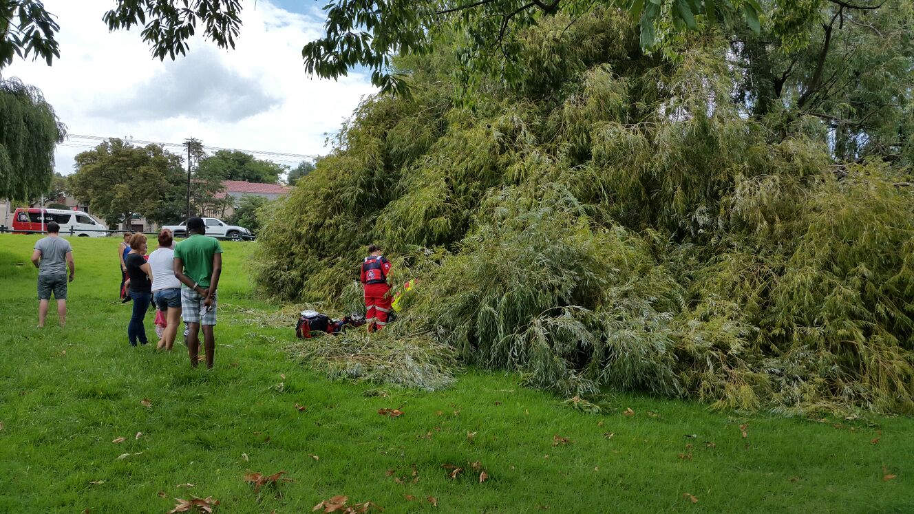 Falling tree seriously injures Greymont man