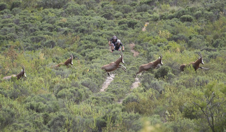 Wildlife encounters will be even more prevalent as a number of game reserves have been included to host sections of trail during the Cape Pioneer Trek international mountain bike stage race to be held in South Africa from 16-22 October. Photo credit: www.zooncronje.com 