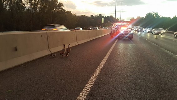 Emer-G-Med medic & a taxi driver save a family of ducks!