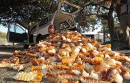 Arrest made after alleged illegal transport of marine resources
