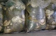Suspect arrested in Philippi East with abalone worth R7.8 million