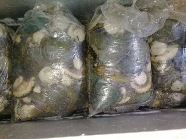 Suspect arrested in Philippi East with abalone worth R7.8 million