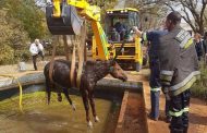 Free State EMS rescue horse from swimming pool