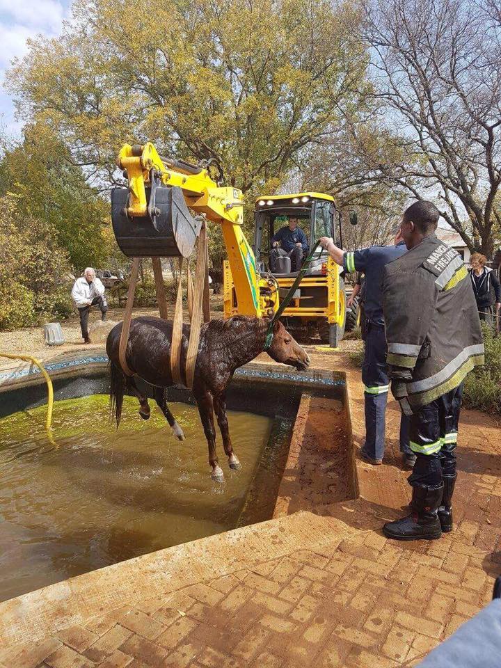 Free State EMS rescue horse from swimming pool