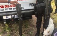 Monkey Poachers Apprehended, Verulam