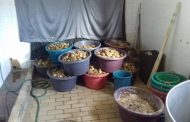 Three suspects arrested for illegal possession of Abalone, Gauteng