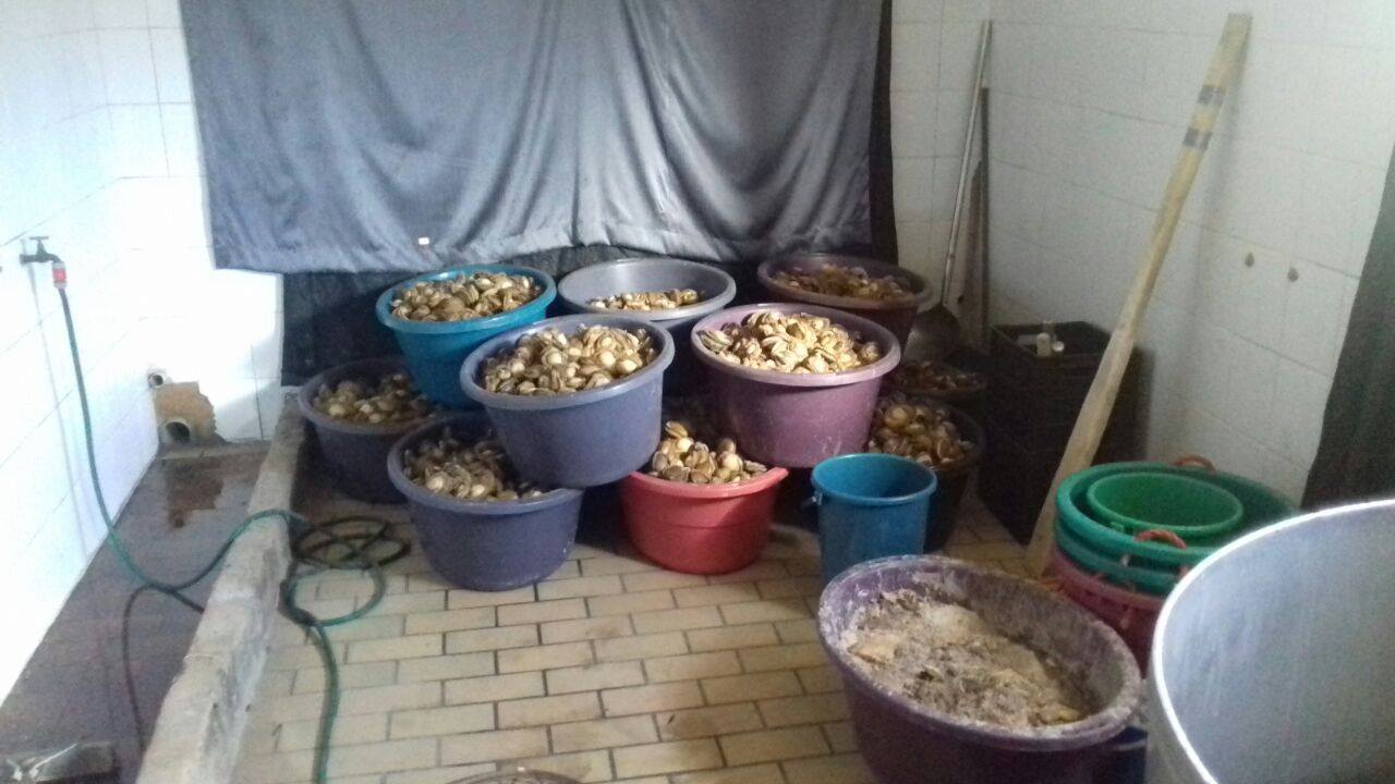 Three suspects arrested for illegal possession of Abalone, Gauteng