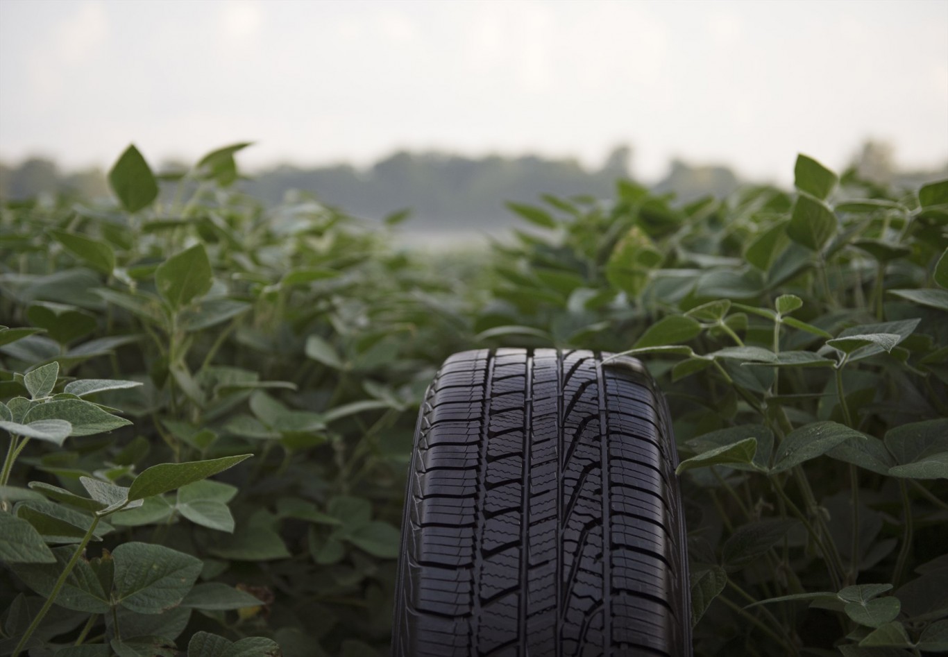 Goodyear Using Soybean Oil-Based Rubber in Tyres