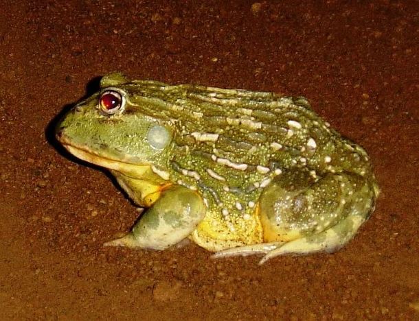 Be Vigilant and Brake for our Bullfrogs!