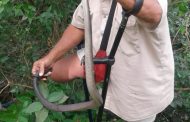 Black Mamba Captured in Tongaat to be relocated elsewhere