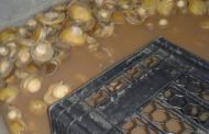 Western Cape Five suspects behind bars for the illegal possession of abalone