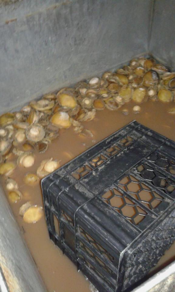 Western Cape Five suspects behind bars for the illegal possession of abalone