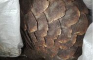 Tip-off leads to arrest of suspects in possession of suspected species