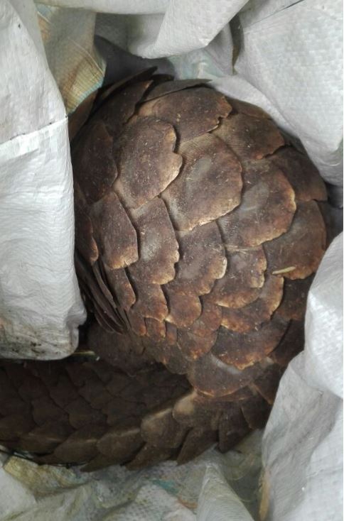 Tip-off leads to arrest of suspects in possession of suspected species