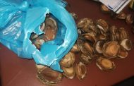 Two suspects arrested with abalone in Parow, Western Cape