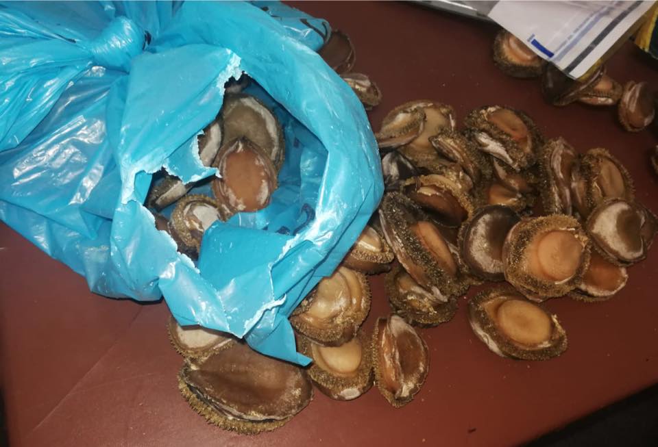 Two suspects arrested with abalone in Parow, Western Cape