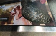 Police arrests a man in possession of protected species in Hoespruit outside Phalaborwa