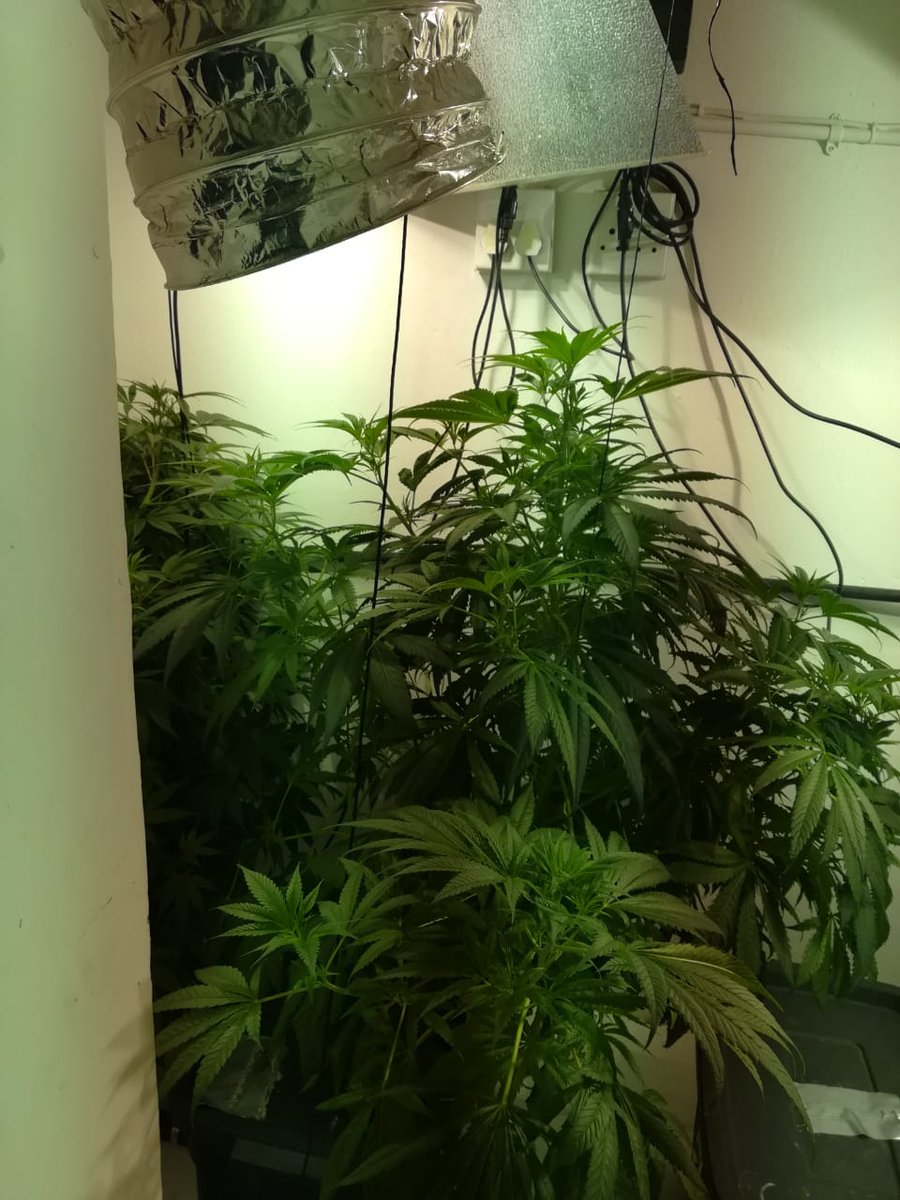 Disruptive operation nets two for running a dagga lab