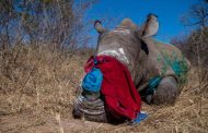 Six rhino poaching suspects appearing in court in Eastern Cape