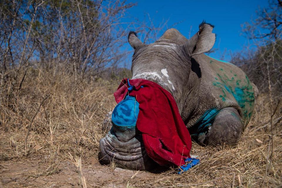 Six rhino poaching suspects appearing in court in Eastern Cape