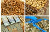 Abalone worth millions seized and four men arrested at various locations in Kraaifontein