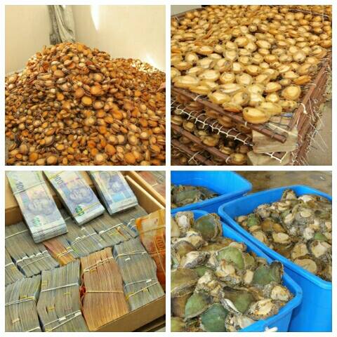 Abalone worth millions seized and four men arrested at various locations in Kraaifontein