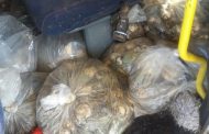 Vigilance by Bloemfontein K9 Unit members resulted in the recovery of abalone, duo arrested