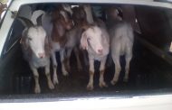 Two suspects arrested for stock theft in Mtyholo