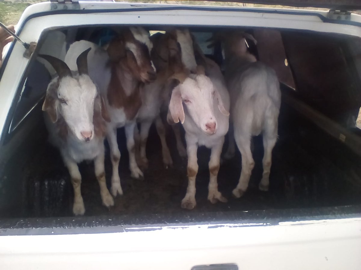 Two suspects arrested for stock theft in Mtyholo