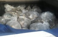 Security officer arrested a suspect for being in possession of abalone valued at around R450 000-00