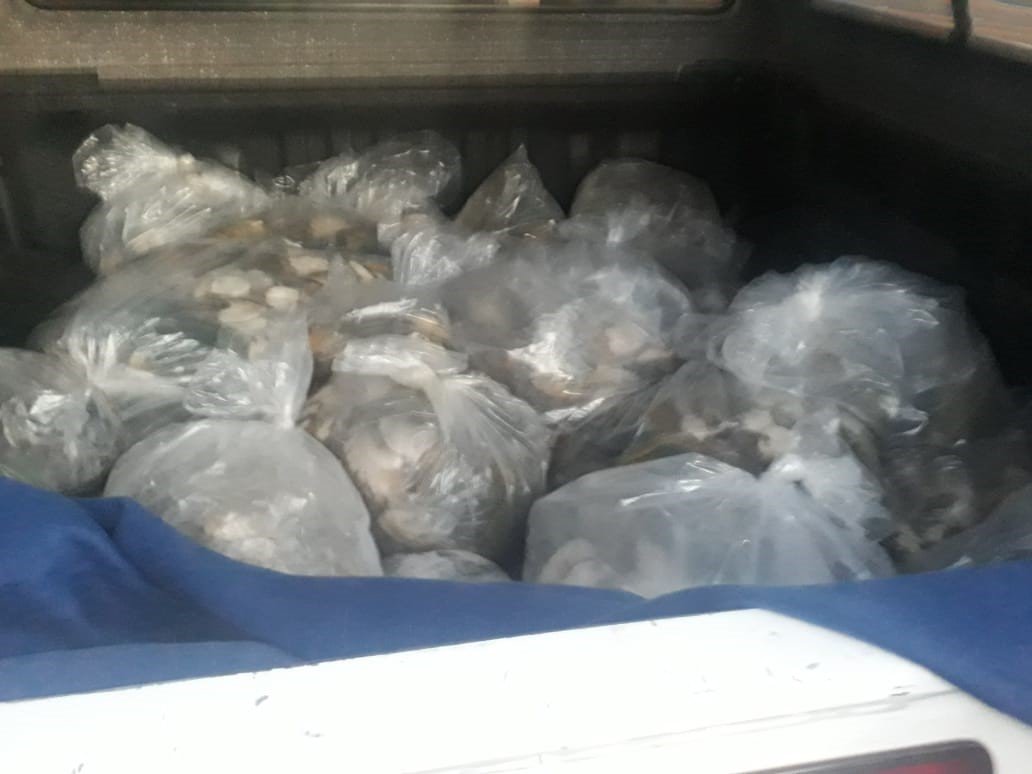 Security officer arrested a suspect for being in possession of abalone valued at around R450 000-00