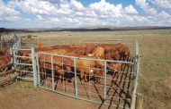 Stock theft suspect held, 152 live stock recovered