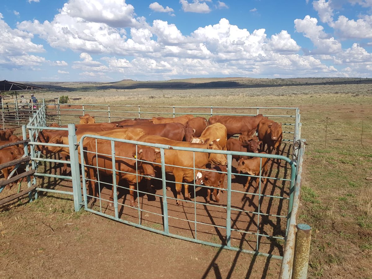 Stock theft suspect held, 152 live stock recovered