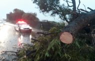 Tree falls over onto pedestrian in Malibongwe drive