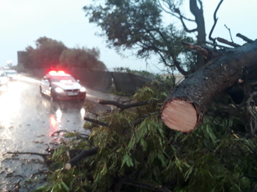 Tree falls over onto pedestrian in Malibongwe drive