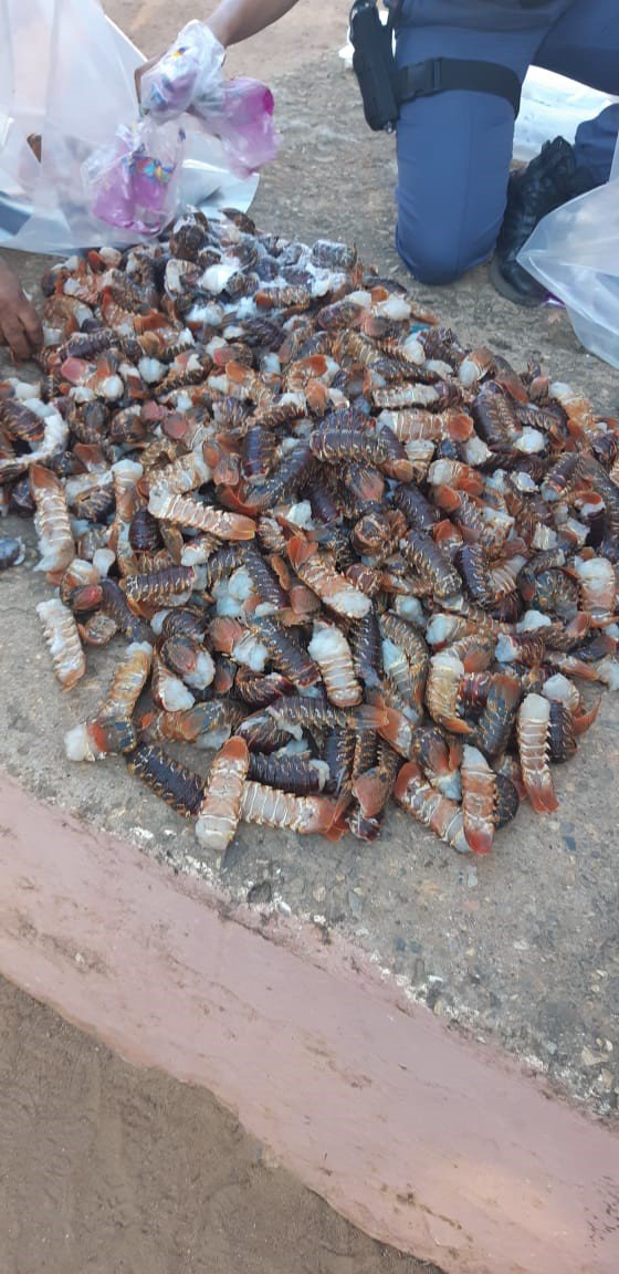 Three suspects arrested in Darling with West Coast rock lobster