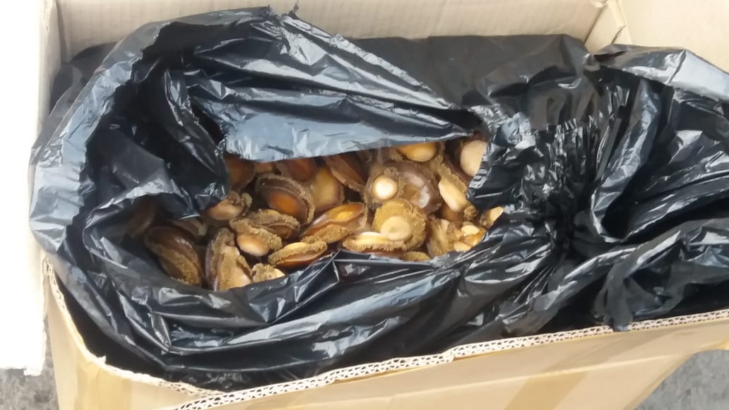 Thirteen boxes of abalone recovered after SAPS inspected the cargo of a truck