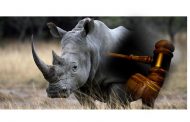 Three rhino poachers convicted and sentenced
